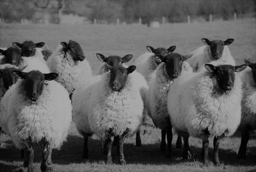 Фермер з Нової Зеландії пішов під суд за масову евтаназію 226 овець