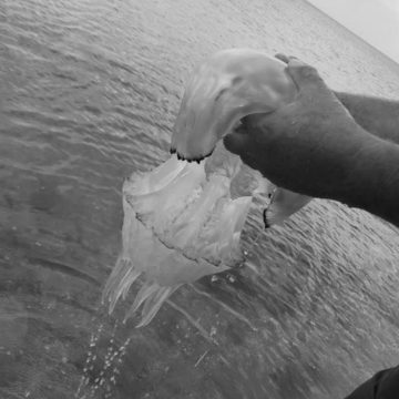 Моторошні красені заполонили Азовське море: вчені пояснюються нашестя медуз