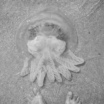 Через наплив медуз на Азовському морі зіпсовано тисячі відпусток