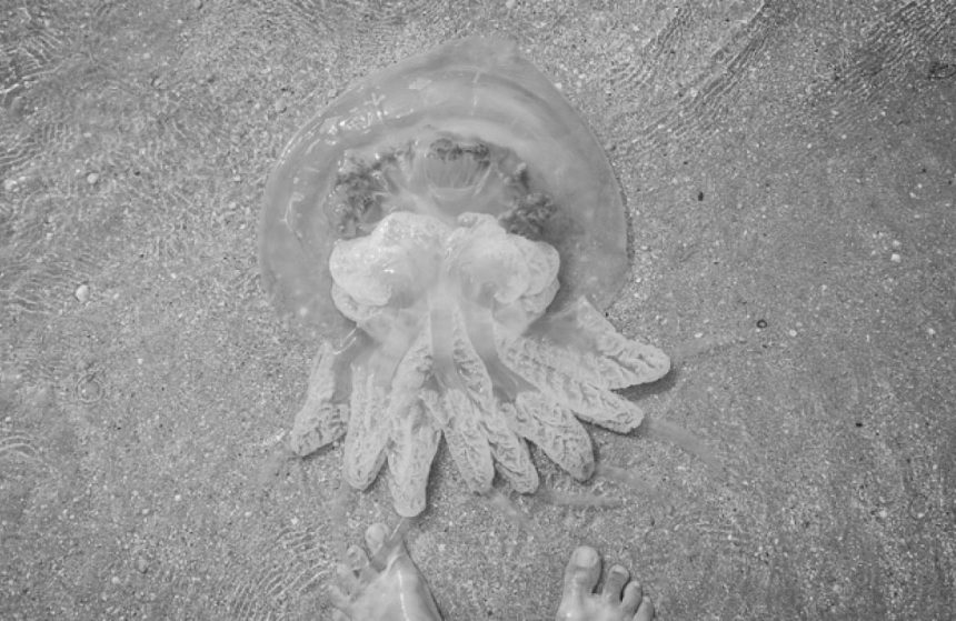 Через наплив медуз на Азовському морі зіпсовано тисячі відпусток