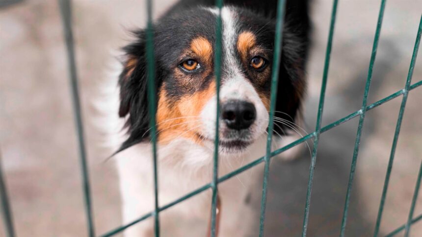 Зеленський підписав закон про посилення покарання за жорстоке поводження з тваринами