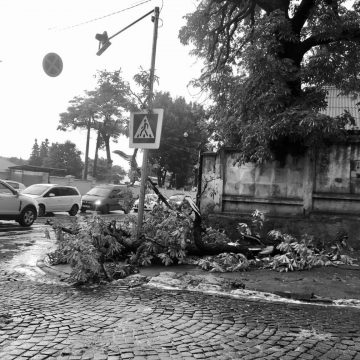 Двоє людей загинули у Львові в результаті падіння дерева під час буревію