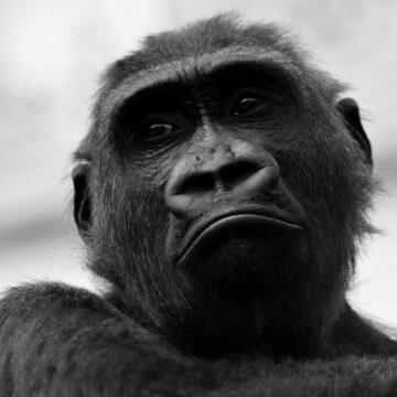 В Японії мавпу вилікували від ВІЛ