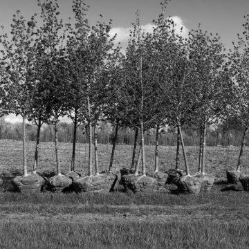 Президентська програма “Зелена країна” виконана на 6%