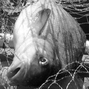 Штрафи до 300 тисяч гривень. В Україні збільшили покарання стосовно браконьєрів