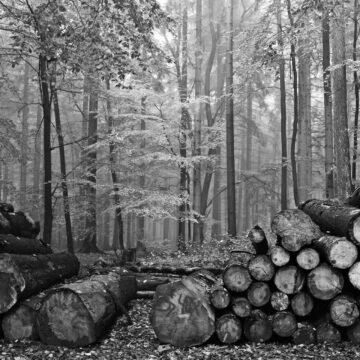 Росіяни масово вирубують ліси в окупованій області України