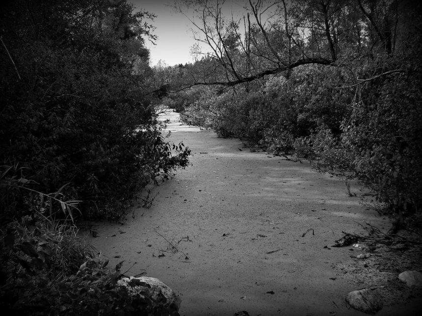 02 Латвія відновлює болота як природний бар’єр на кордоні