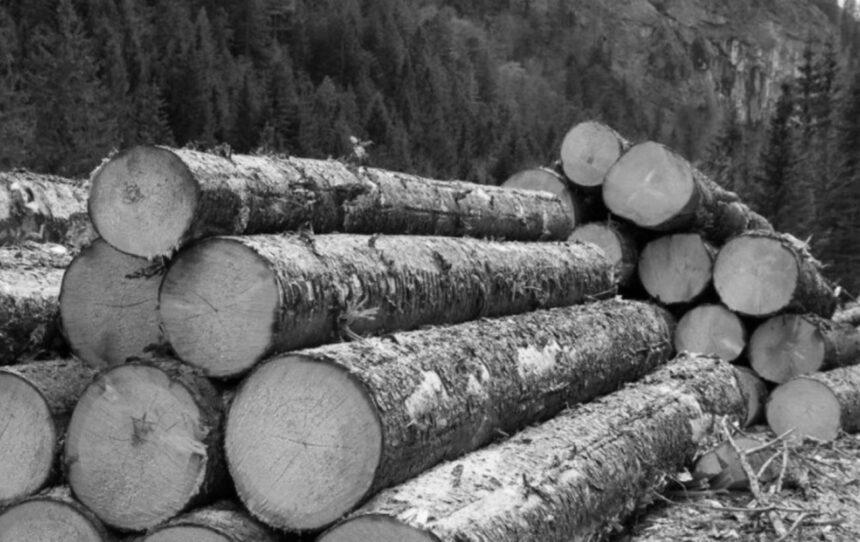 Україна заборонила експорт необробленої деревини