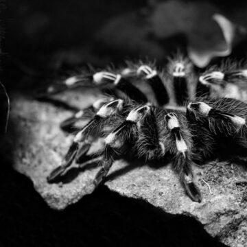Прокинулися на три місяці раніше: у Дніпропетровській області помітили перших тарантулів