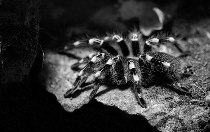 Прокинулися на три місяці раніше: у Дніпропетровській області помітили перших тарантулів